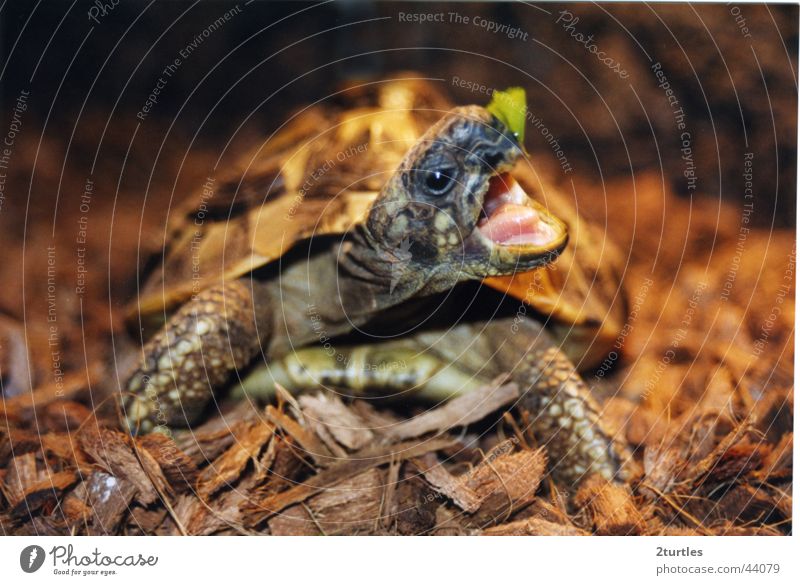 meine schildi nimmersatt Schildkröte Salatblatt Griechische Landschildkröte Appetit & Hunger Maul offen gepanzert Ostrasse