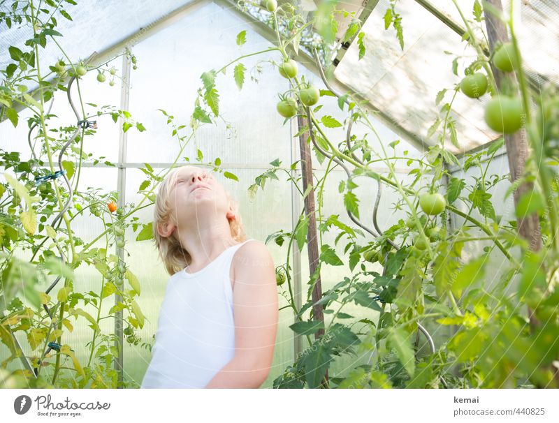 Blonder Junge in mitten von grünen Tomaten in Gewächshaus Lebensmittel Gemüse Ernährung Bioprodukte Vegetarische Ernährung Slowfood Mensch maskulin Kindheit