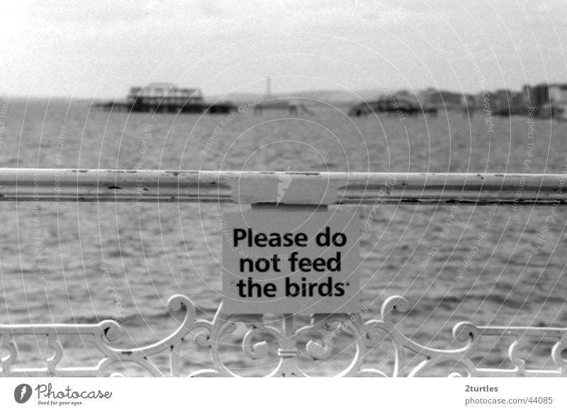 don’t feed the birds Anlegestelle Brighton England Großbritannien Meer Badeort Baracke Brücke Schilder & Markierungen Vögel füttern verboten Warnhinweis