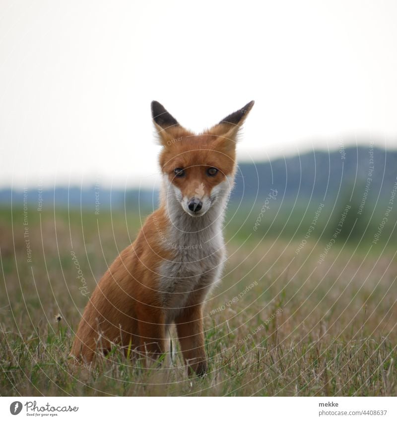 Kleiner Fuchs Porträt im Gras Tier Wildtier Natur Tierporträt Wiese Aufmerksamkeit beobachten Beobachtung Konzentration konzentriert Meister Raubtier Jagen Jagd