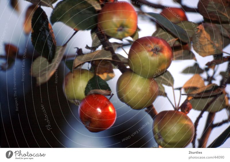 rotbäckchen Farbfoto Außenaufnahme Menschenleer Tag Frucht Apfel grün Apfelbaum vergiftet Gift rotbackig Zweig