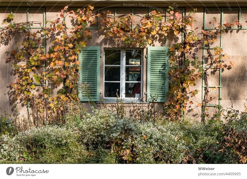 Ein von Wein umranktes Fenster eines Gartenhauses im Herbst Haus Fensterläden Fensterrahmen Pflanzen Häuschen Einblick Ranken Spalier Kletterpflanze Anbau
