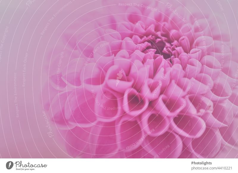 Nahaufnahme einer pinken Dahlienblüte mit weichem pinken Hintergrund ästhetisch Flowerpower Menschenleer Schwache Tiefenschärfe Detailaufnahme Makroaufnahme