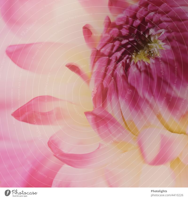 Nahaufnahme einer pink gelben Dahlienblüte mit weichem Hintergrund ästhetisch Flowerpower Menschenleer Schwache Tiefenschärfe Detailaufnahme Makroaufnahme