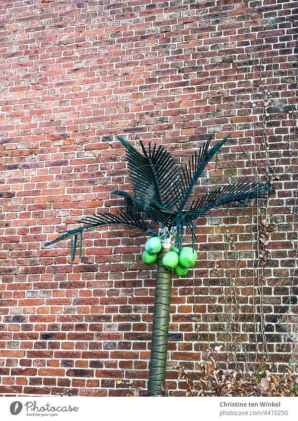 Eine Kokospalme aus Plastik mit leuchtend grünen Kokosnüssen ist vor einer alten Backsteinmauer abgestellt Palme künstlich Dekoration & Verzierung Kitsch