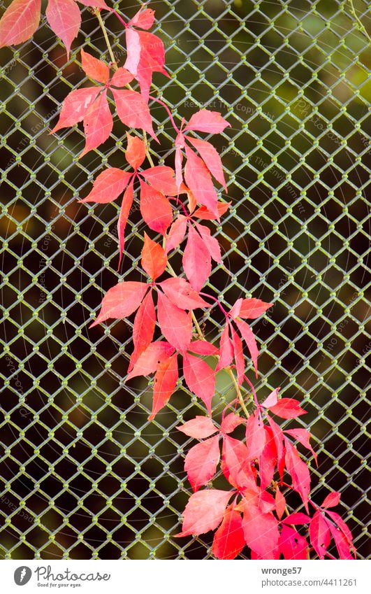 Prächtig rotgefärbte Blätter des Wilden Wein ranken diagonal an einem Zaunfeld empor Wilder Wein Jungfernrebe Pflanze Herbst Blatt Außenaufnahme Tag herbstlich