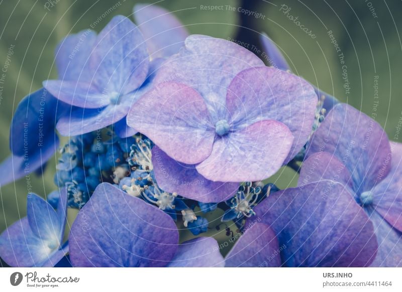 in zart schimmerndem blau strahlt die schöne Blüte einer Hortensie weil sie mit Alaun gefärbt wurde lila gießen färben Blütenblatt Knospe Blume Pflanze Blühend