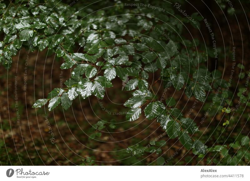 Ast mit nassen, grünen Blättern einer Buche über Laubboden Baum Zweig Wald Nässe kühl dunkel Sauerstoff Wanderung Ausflug Natur Laubbaum Nahaufnahme Umwelt