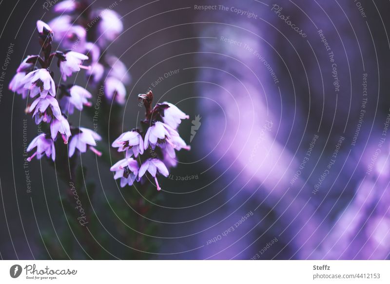 blühende Heide | violetter Lichtschimmer | verzaubert den Schatten © Heideblüte zauberhaft Heidestille Haiku stimmungsvoll poetisch Lichtschein Lichterscheinung