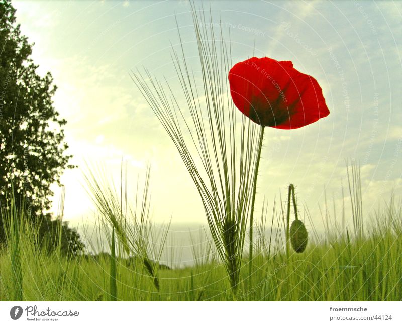 klatschmohn mit ähre Klatschmohn Feld Ähren Wiese rot grün Hayfield Natur Sonne Korn poppy sun corn grain spike grassland red