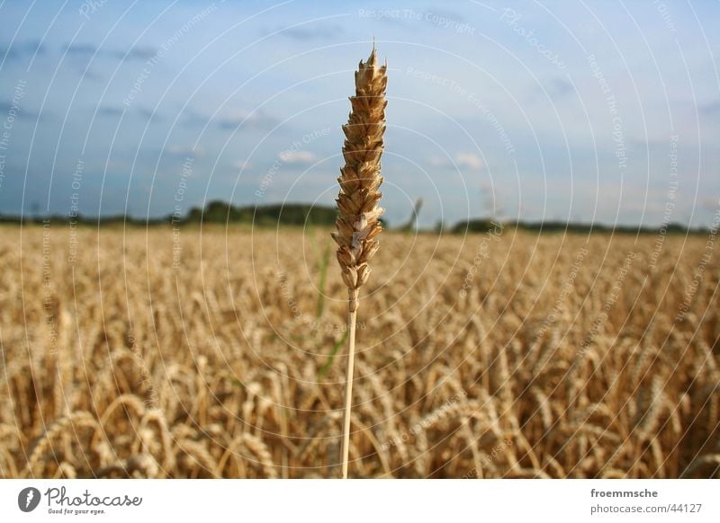 hoch hinaus Feld Ähren Natur Himmel Korn einzelgänger einzelkämpfer Landschaft field grain corn spike heaven sky loner countryside landscape