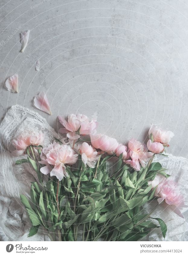 Rosa blasse Pfingstrosen Blumen auf weißem Spitzenstoff mit verstreuten Blütenblättern auf grauem Hintergrund.  Florale Komposition. Schönheit rosa Gewebe