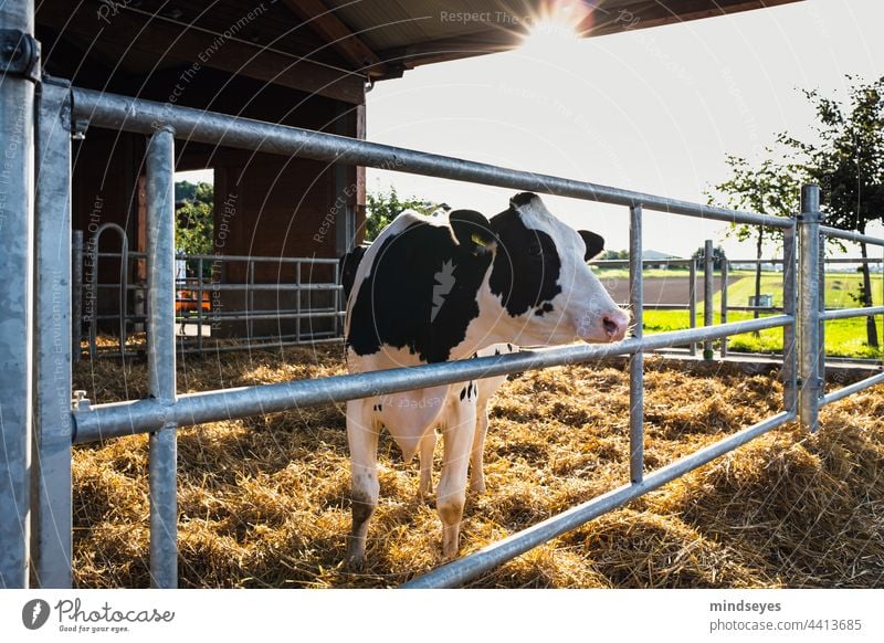 Milchkuh in der Abendsonne Bauernhof Kühe Rind Kuh freilaufend laufstall Landwirtschaft Viehbestand Agrarprodukt Agrarwirtschaft milchvieh Milchwirtschaft