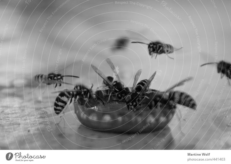 Wespentränke trinken Natur Tier Biene Tiergruppe Schwarm Kronkorken fliegen Schwarzweißfoto Außenaufnahme Menschenleer Schwache Tiefenschärfe Tierporträt