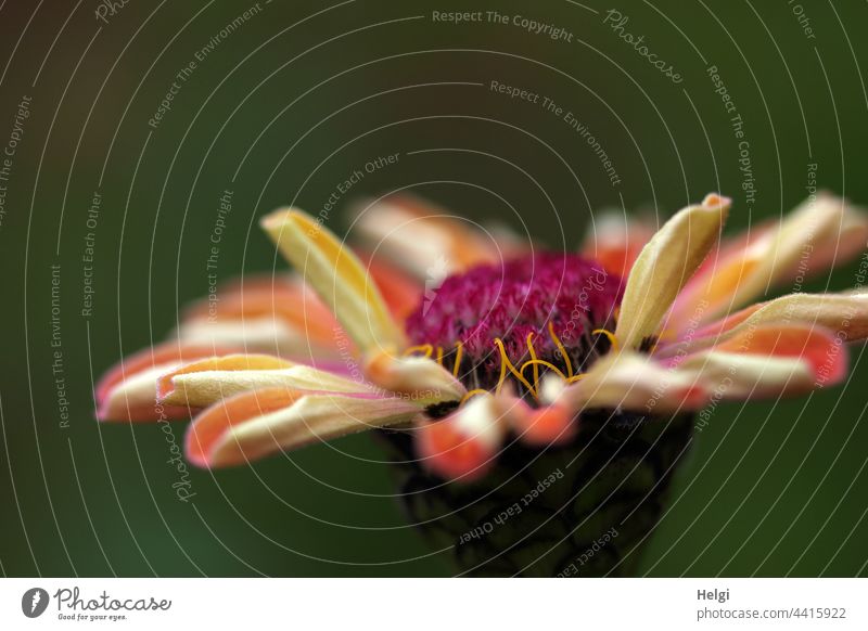 Blüte einer Zinnie Blume Blütenblatt Nahaufnahme Makroaufnahme Garten Zierpflanze Pflanze schwache Tiefenschärfe gelb grün rosa rot Natur Farbfoto