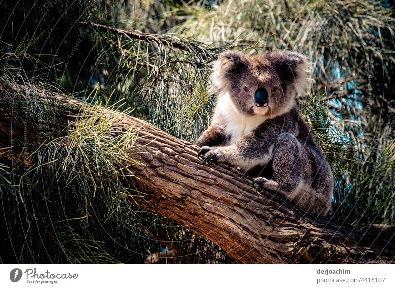 Ein kleiner Koala sitzt auf einem Baumstamm und schaut zu dem Fotografen. Was will der denn schon wieder, und streckt ihm die Zunge heraus... Australien Natur