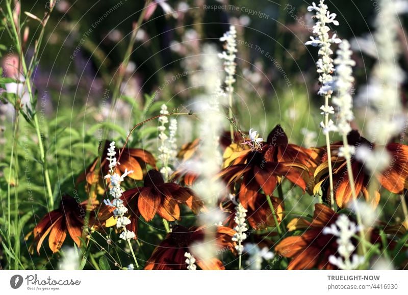 Echinacea. Heilpflanze und Gartenzier. Glutvoll der Abschied. Echinacea purpurea roter Sonnenhut Schein-Sonnenhut Blüten Blütenblätter Immunsystem Erkältungen