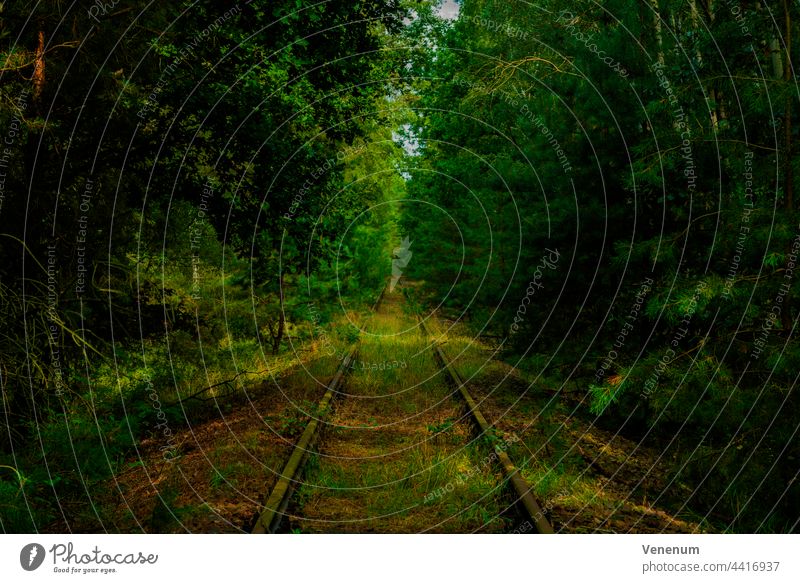 Alte Bahnstrecke, überwuchertes Gleisbett, Wildpflanzen und Bäume neben den Gleisen Schienen Eisenbahn bügeln Rust Eisenbahnschwellen Wald Wälder Baum