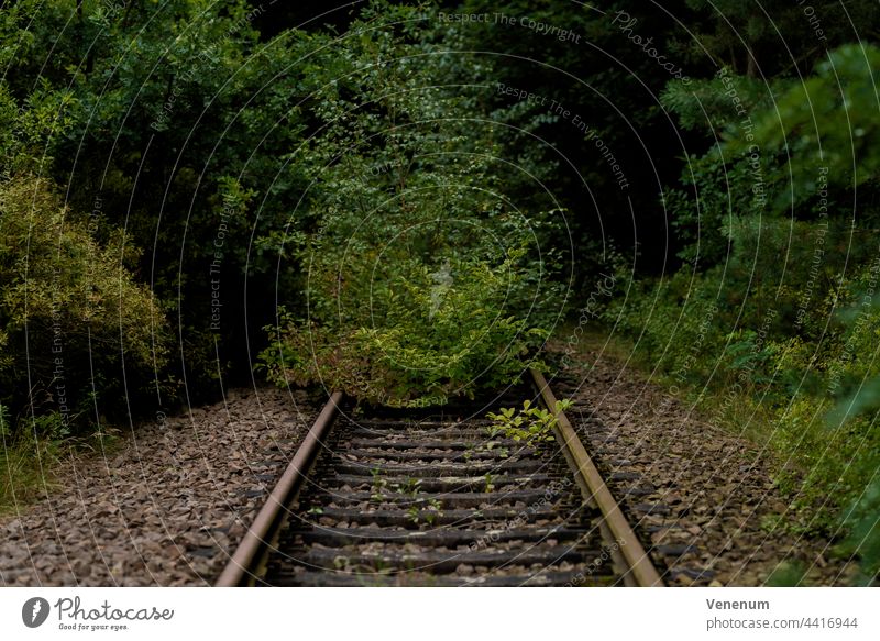 alte Eisenbahnstrecke, überwachsenes Gleisbett, geringe Schärfentiefe, weiches Bokeh Bahn Schienen bügeln Rust Eisenbahnschwellen Wald Wälder Baum Bäume Gleise