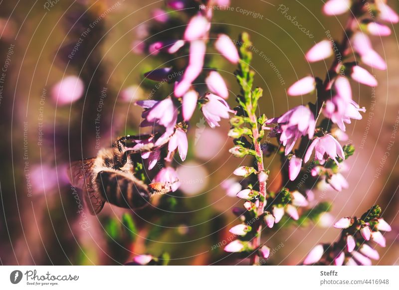 es blüht die Heide | kleine Blüten und Bienen | füllen das Herz Heideblüte Heidefarben erfreulich blühen rosa lilarosa Haiku Honigduft Heidestrauch