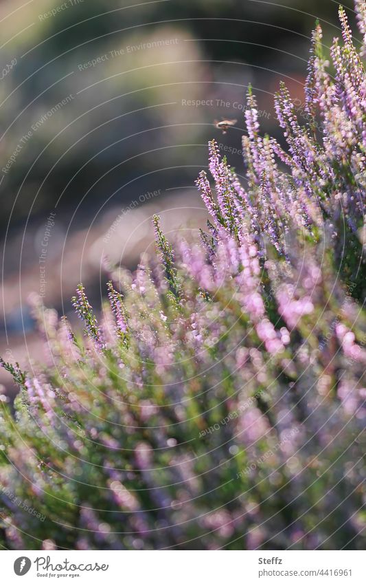 ... © Heide Heideblüte Heidefarben Heidestille Heidestrauch Hitzeflimmern Sommerhitze Sommerheide Biene Wildpflanzen Heidestimmung heimisch nordisch idyllisch