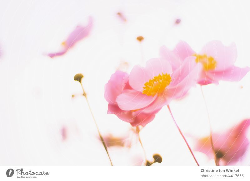 Herbstanemonen Anemone hupehensis rosa Blume Morgenlicht Gegenlicht Herbst-Anemone Froschperspektive Unschärfe Blühend Pflanze Blüte zart schön ungewöhnlich