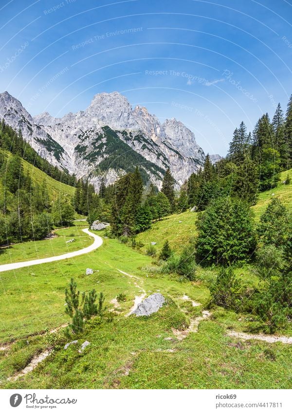 Blick auf die Bindalm im Berchtesgadener Land in Bayern Alpen Gebirge Berg Baum Wald Landschaft Natur Sommer Alm Wiese Gras Landwirtschaft Viehzucht