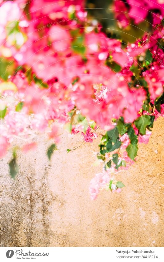 Rosa Blumen Baldachin durch alte gelbe Wand Schutzdach rosa geblümt Überstrahlung Blüte