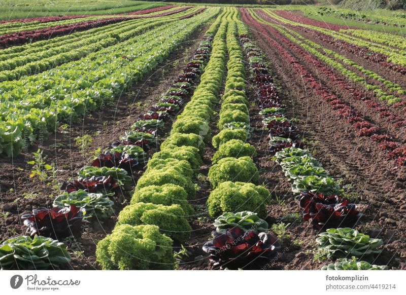 Salatreihen auf dem Feld Salatköpfe grün Pflanze Gemüse Lebensmittel Wachstum frisch Natur Ackerbau Landwirtschaft Bauernhof organisch Gesundheit Ernte