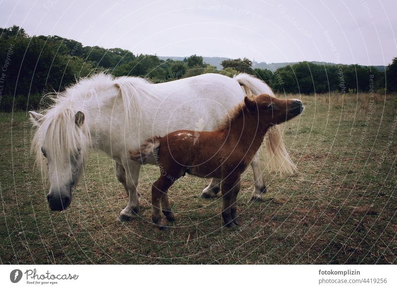 Ponymutter mit Fohlen auf der Weide Ponie Pferd Pferdchen Tierfamilie Tierjunges Tierporträt Wiese Tierpaar Stute Muttertier Jungtier im Freien Verantwortung
