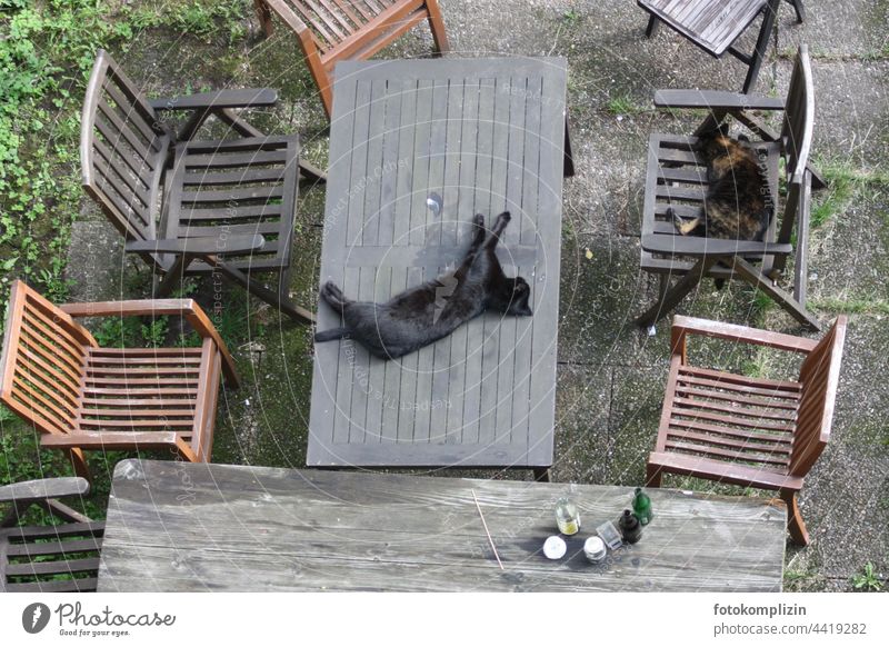 Blick von oben zwei Katzen, von denen die eine mitten auf einem Gartentisch liegt, die andere auf einem Gartenstuhl Kater Haustier Haustiere chillen