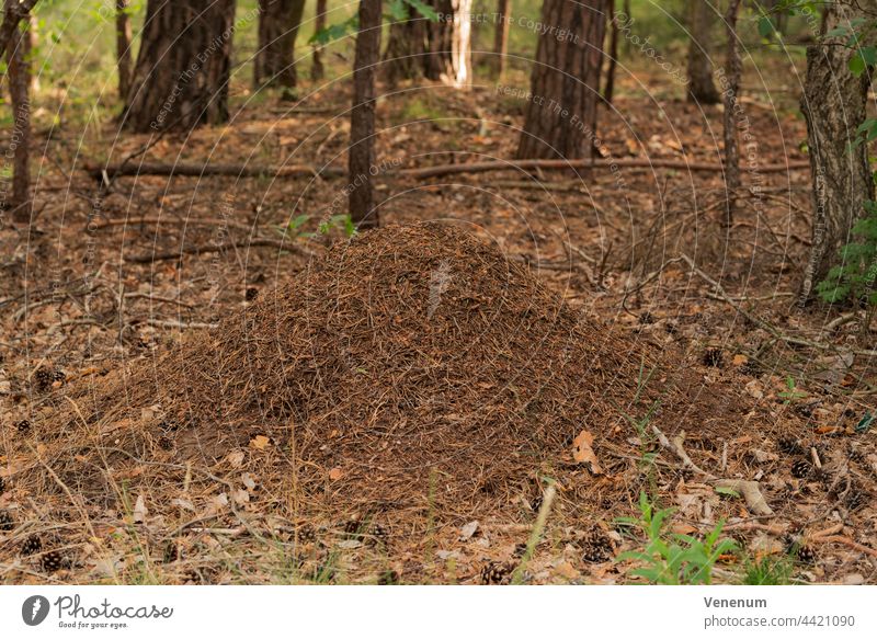 Ameisenhaufen in einem Wald, geringe Schärfentiefe, schönes weiches Bokeh Tier Tiere Geschöpfe Wälder Pinienwald keine Menschen Naturfotografie