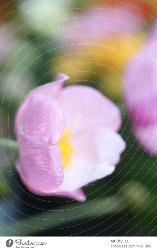 Herbstanemone Impression herbst Pflanze Blühend Garten Garten-Anemone Nahaufnahme Natur herbstanemone rosa gelb grün herbstschönheit Blume Blüte lauch zierlauch