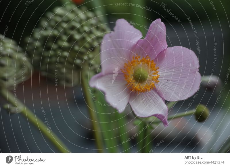 Herbstanemone Blüte mit verblühtem Zierlauch im Hintergrund herbst Pflanze Blühend Garten Garten-Anemone Nahaufnahme Natur herbstanemone rosa gelb grün