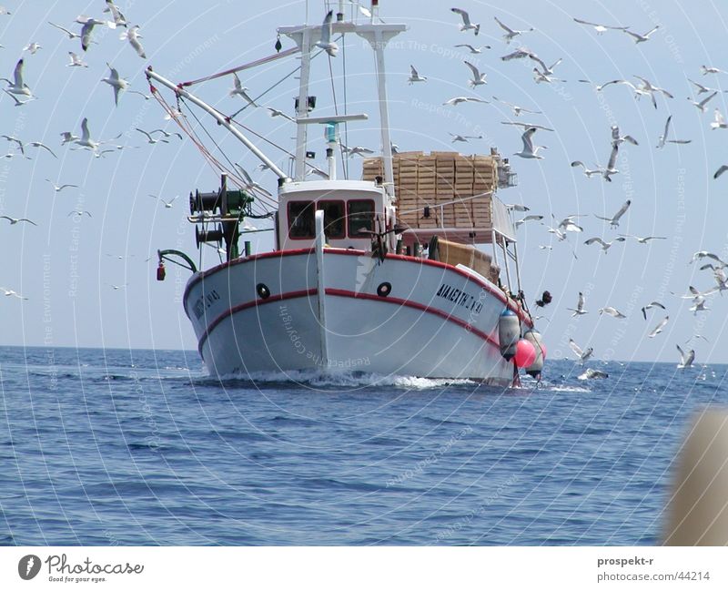 Der Schwarm der Möwen Fischerboot Vogel direkt Kollision Wellen Meer Arbeit & Erwerbstätigkeit Schifffahrt Wasser Angeln blau Himmel Sonne