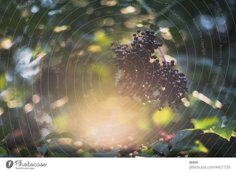 Reifer Holunder im Sonnenschein Holunderbeeren Holunderbusch Holundersaft Fliederbeeren Pflanze Natur grün Frucht natürlich Beeren Sommer Herbst Garten frisch