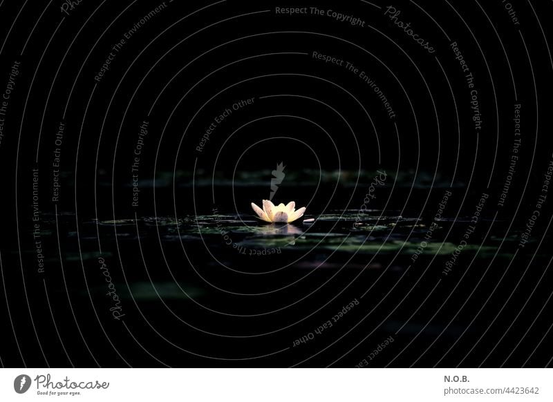 Eine Seerose leuchtet in der Dunkelheit Seerosen Teich Wasser Pflanze Natur Blüte Farbfoto Menschenleer Seerosenteich Wasserpflanze Außenaufnahme Blühend