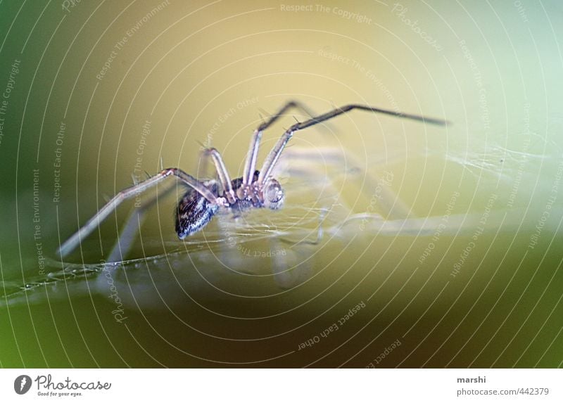 Mini-Spider Natur Pflanze Tier Spinne 1 grau Spinnennetz Ekel Angst Farbfoto Außenaufnahme Nahaufnahme Detailaufnahme Makroaufnahme Tag