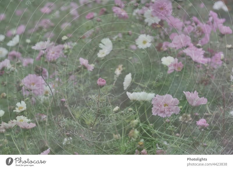 Verträumte zarte Cosmeablüten in rosa und weiß Blüte alleine verträumt unscharf soft Nahaufnahme Blume Natur blühend Schmuckkörbchen Außenaufnahme