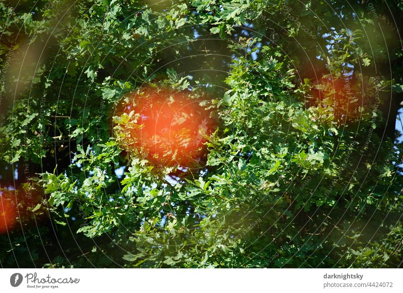 Natur in einem Park oder Wald mit reifen Vogelbeeren einer Sorbus Art, Sorbus scalaris orange grün Sommerzeit Landschaft Herbst Blatt Umwelt im Freien Gras