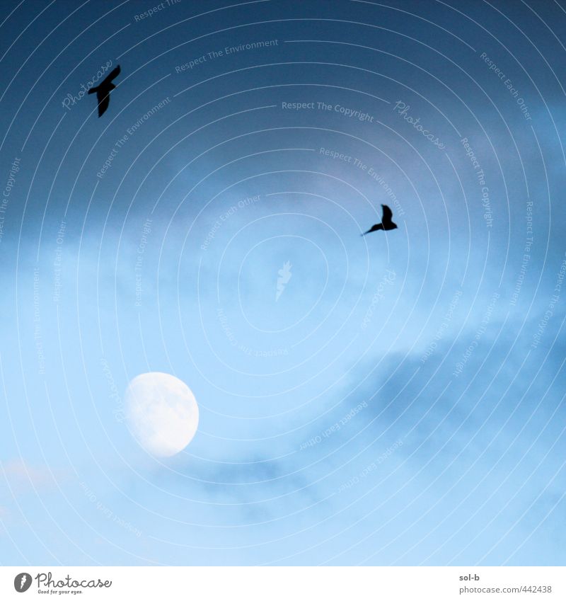 3 Natur Luft Himmel Wolken Mond Sturm Vogel Krähe 2 Tier dunkel frei kalt natürlich oben blau träumen fliegen mystisch geistig unheilbringend nachten Farbfoto