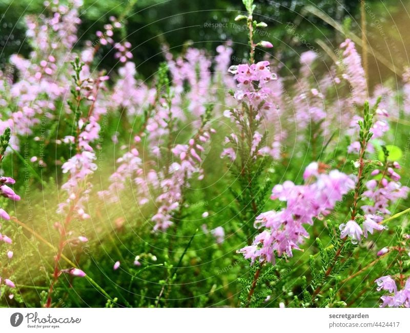 Vorfreude! Frühling Blumen Blüten blühen grün rosa frisch Erwachen blühend natürlich Natur Garten zart erblühen Nahaufnahme Außenaufnahme Blühend Pflanze
