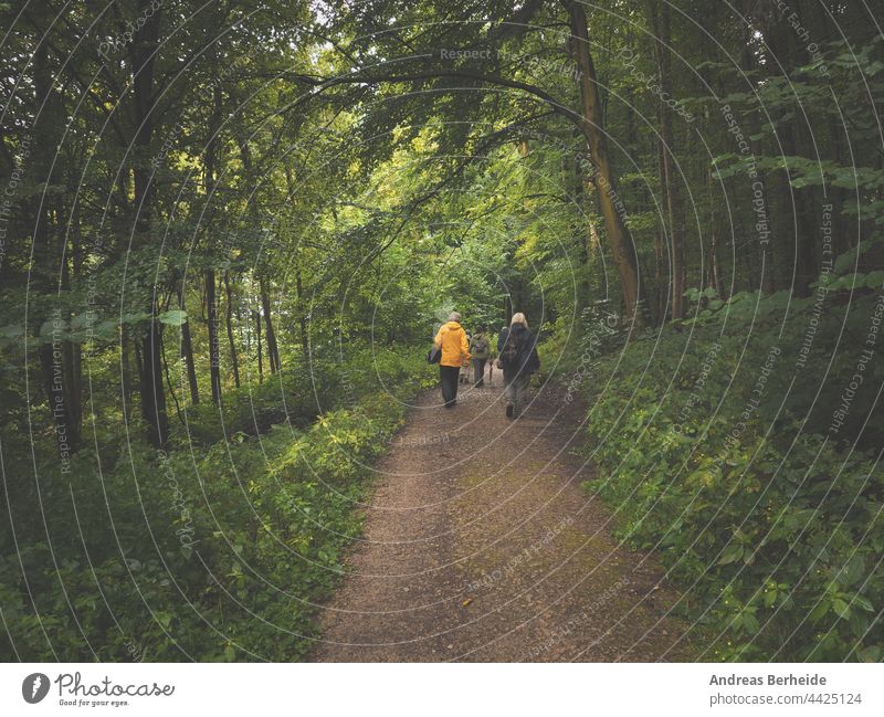 Eine Wandergruppe in einem alten Mischwald an einem regnerischen Tag wandern Menschengruppe Erwachsener Erholung Gesundheit Zusammensein im Freien Spaziergang