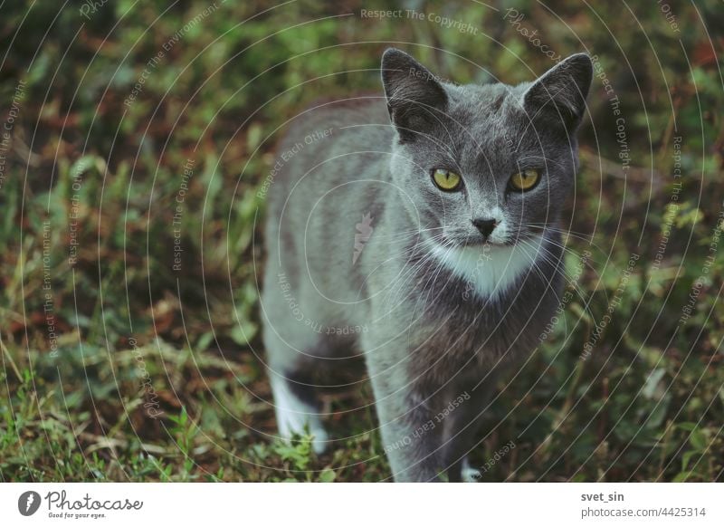Eine silbergrau-blaue Katze mit gelben Augen und weißer Krawatte steht auf dem grünen Gras und schaut in die Kamera. Porträt im Freien Sommer Tier bezaubernd