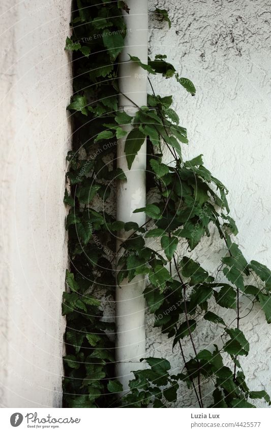Selbstkletternde Jungfernrebe, noch sommerlich grün vor einer weißen Putzwand, klammert sich an eine weiße Regenrinne Wand Wandputz wilder Wein Schlingpflanze
