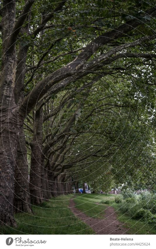 Waldfriede waldgebiet Waldrand einladend Schatten Einkehr Natur Treffpunkt Spaziergänger Freizeit