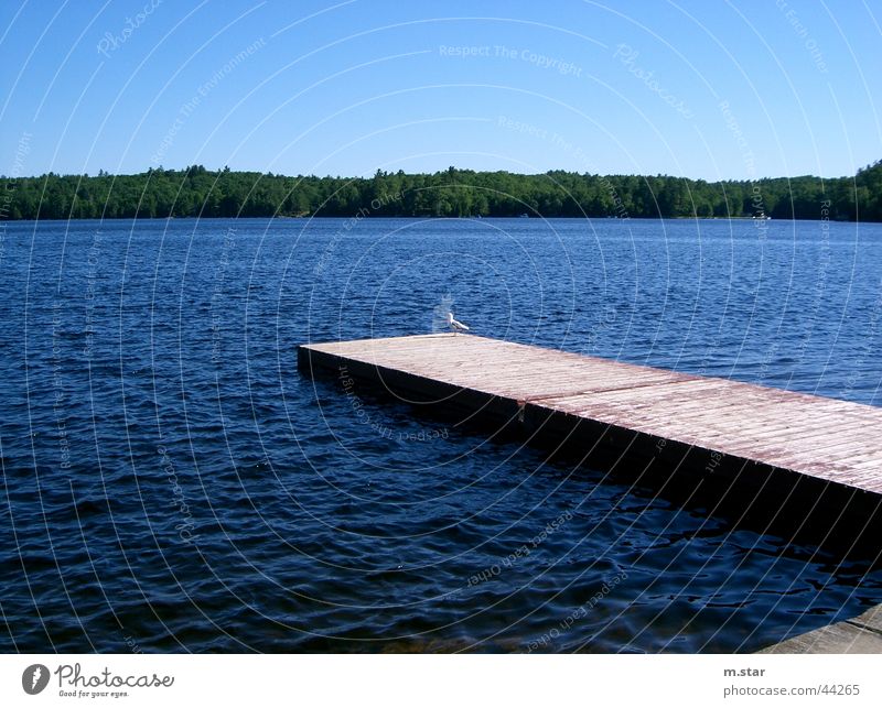 Steg ins Wasser #1 Kanada Horizont Erholung blau Himmel