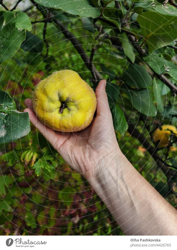 Frau pflückt mit der Hand Quittenäpfel im Obstgarten Apfelquitte reif Saison gelb golden Bestandteil Blätter im Freien ganz Kommissionierung Schonung wachsen