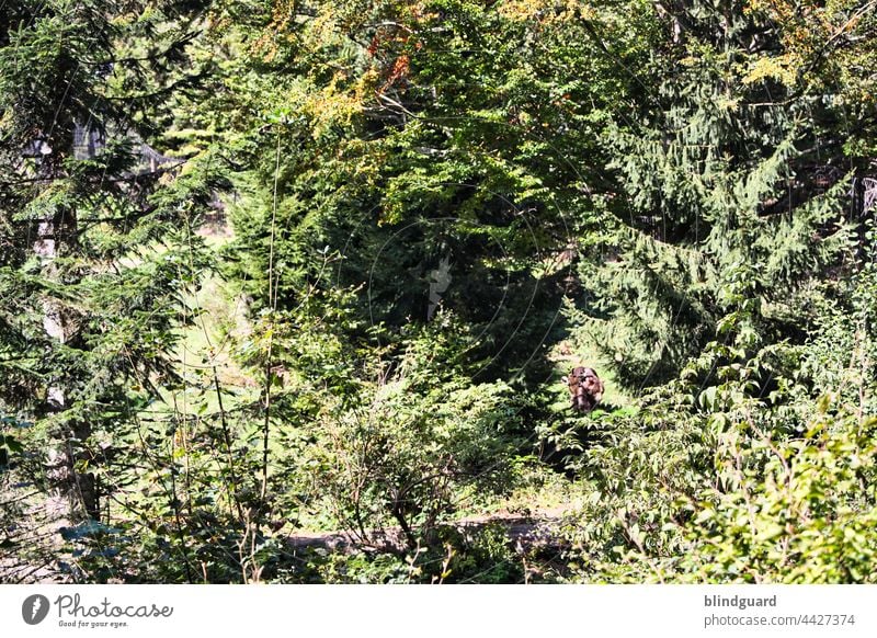Heute möchte ich euch mal (k)einen Bären aufbinden Baum Busch Wildnis Freiheit Braunbär Farbfoto Menschenleer Wald Außenaufnahme wild Säugetier Tag Wildtier