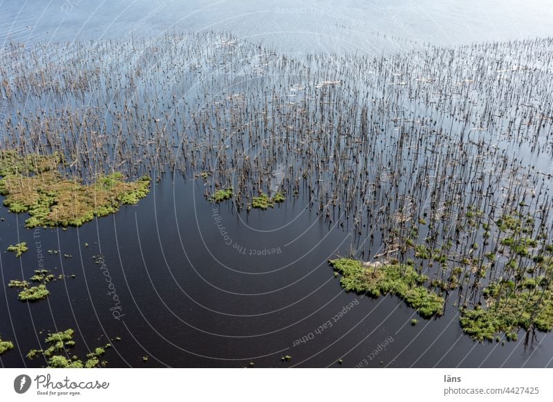 Überschwemmungsgebiet l Land unter Hochwasser renaturierung land unter Tote Bäume Vogelperspektive Drohnenansicht Wasser Landschaft Klimawandel Flut
